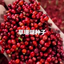 草珊瑚种子新鲜的草珊瑚种子大量供应林下经济