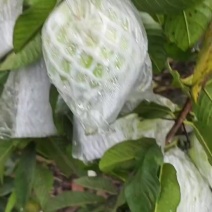 番石榴批发