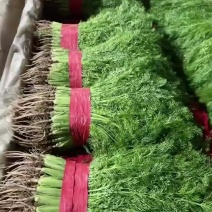 茴香苗