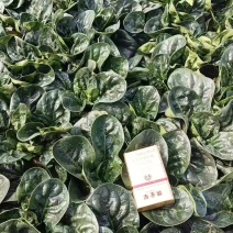 许昌鄢陵趴地菠菜