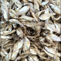 广东湛江/北海水产/海南海鱼鲜货