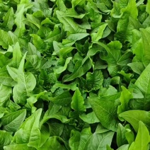 油麦