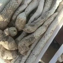新鲜肉苁蓉