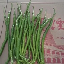 鸡爪辣椒