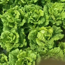 意大利生菜，价格便宜