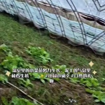 北京自种大棚青蒜苗
