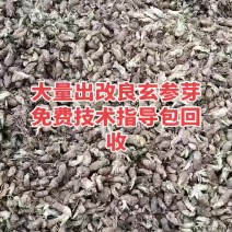 玄参芽，