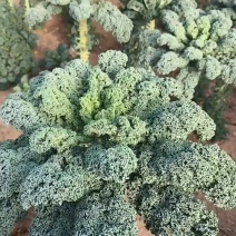 基地种植羽衣甘蓝大量有货