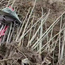 大量供应二公分三公分鸡冠红红油香椿树苗