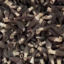 羊肚菌