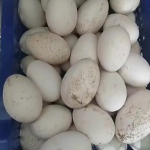 农村笨鹅蛋