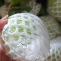 广西玉林北流白心珍珠番石榴软糯香甜可口一级货