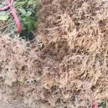 高产嫁接油茶苗油茶树苗