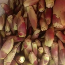 刺龙苞大量供应