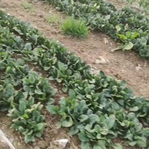菠菜