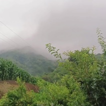 宝塔仙人掌，云钻仙人掌（带根苗）