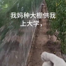 铁皮西红柿水果草莓柿子