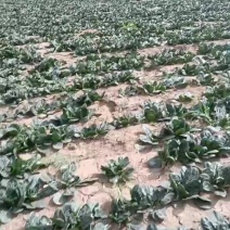 正宗趴地菠菜