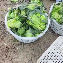 包菜，白花菜