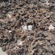 猪苓