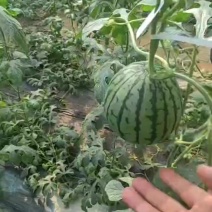 小糖丸西瓜，冰糖子系列吊瓜，一瓜一号品质保证潍坊产地