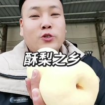 砀山酥梨&小河酥梨&光果酥梨口感脆甜爆汁咸阳热销品