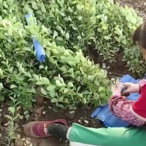 卫矛绿化苗木全国发货诚信经营随时联系我质量优