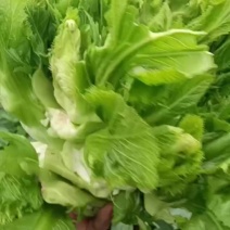 儿菜