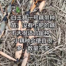 白玉簪藕种，专门抽藕带品种，小藕种数量不多。