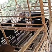 纯放养黑山羊，中耳，大耳，膘肥体壮，肉质细腻