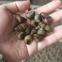 洪湖淡水螺蛳1.2-1.4薄壳，无青苔花壳