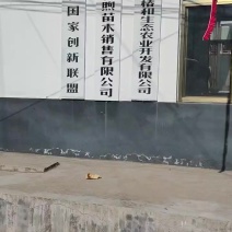 鸡冠红红油香椿树苗一年苗二年苗大量供应中