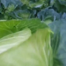 越冬王紧包菜可以出净菜