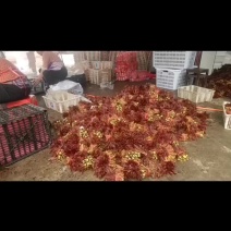 红油香椿收货价全国发货