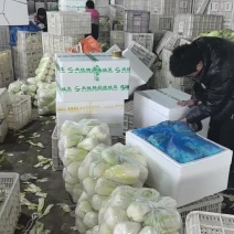 娃娃菜