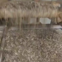 葵花瓜子，各种口味瓜子大量出货