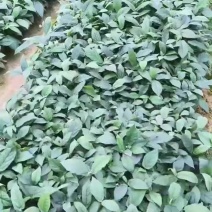 五指毛桃苗