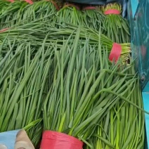 小葱大量有货