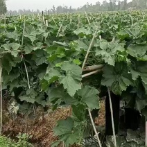 黑皮吊冬瓜