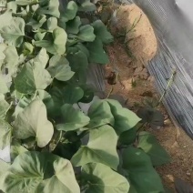 烟薯大田苗