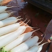 精品薄皮白萝卜，条形好皮张亮，价格实惠口感鲜甜，欢迎采购