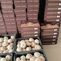 椴木花菇
