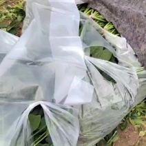 25到30公分大叶菠菜