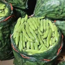 福建蚕豆大掉价