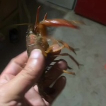 小龙虾