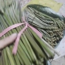 2026蕞新蕨菜上市