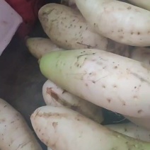 萝卜