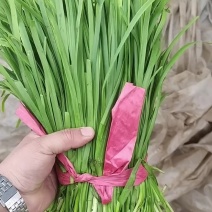 韭菜，