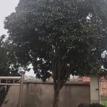 家里有25年左右桂花树，有意者联系