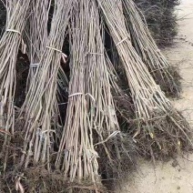 一分柿子树